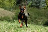 DOBERMANN 1253